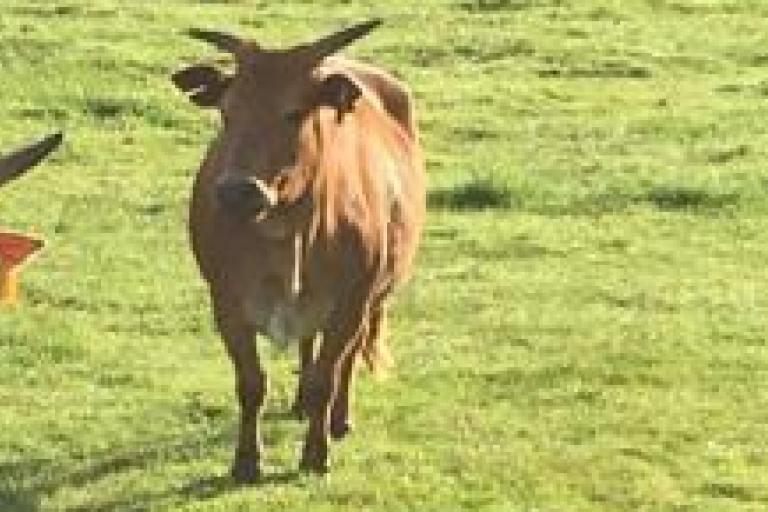 Een afbeelding van eenkleurig-bruint minizeboe Lies - 267511.