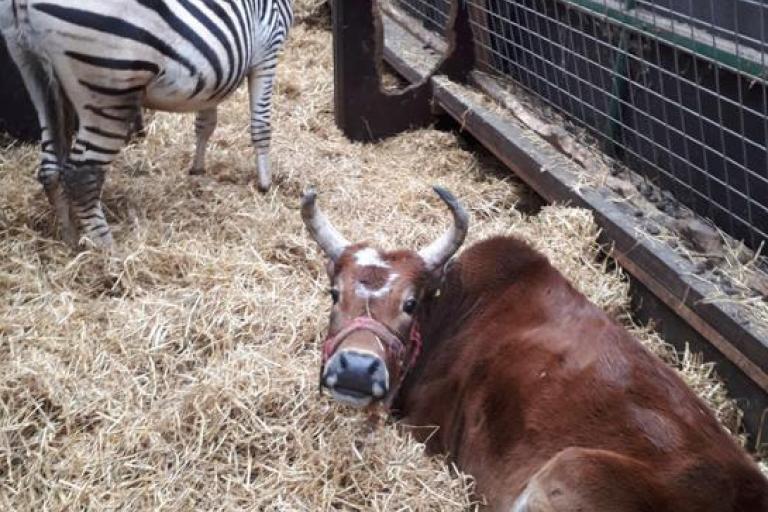 Een afbeelding van rood-wit minizeboe Toontje - 901654.