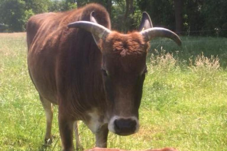 Een afbeelding van eenkleurig-bruint minizeboe Sara - 623918.