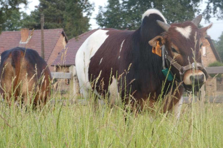 Een afbeelding van rood-wit minizeboe Basiel van de Ongelbergh - 959603.