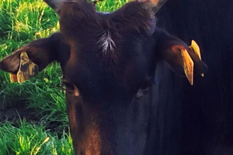 Een afbeelding van zwartbont minizeboe Iris - 85465.