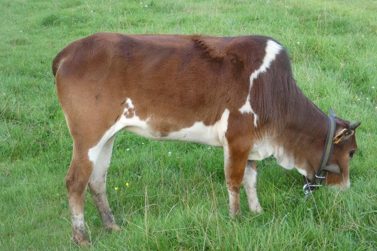 Een afbeelding van rood-wit minizeboe Hermelien van de Ongelbergh - 347753.