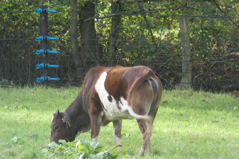 Een afbeelding van rood-wit minizeboe Hermelien van de Ongelbergh - 414756.