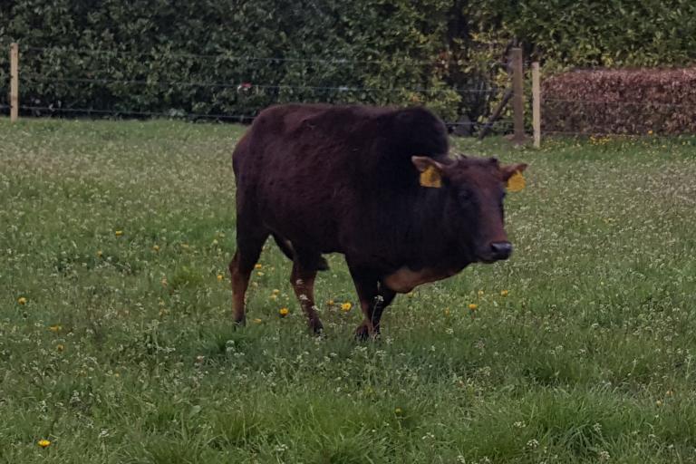 Een afbeelding van eenkleurig-bruint minizeboe Poeki - 236916.