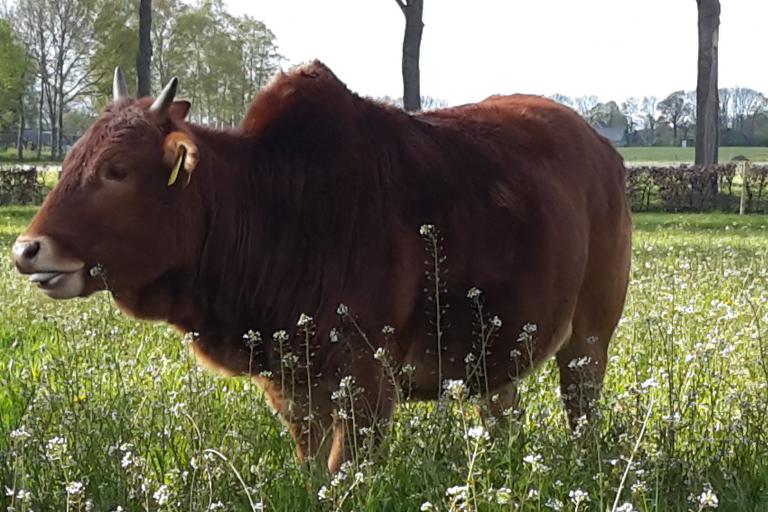 Een afbeelding van eenkleurig-bruint minizeboe Bella - 942338.