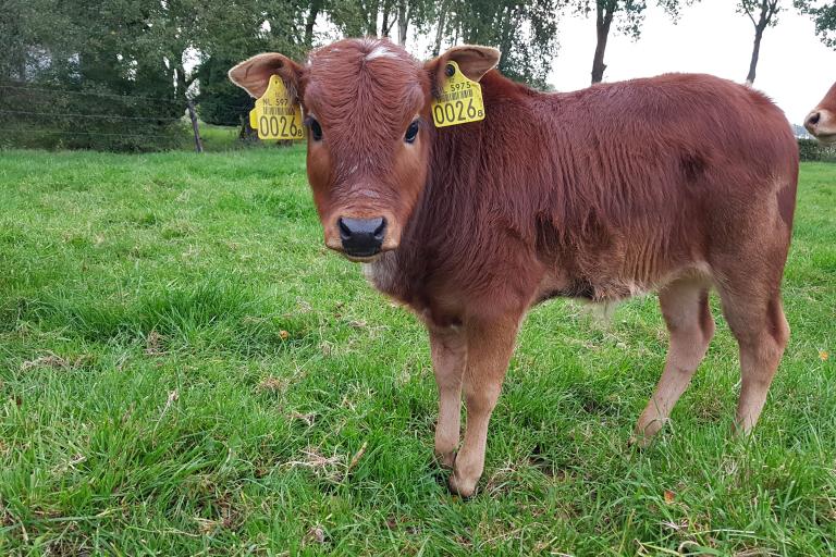 Een afbeelding van eenkleurig-bruint minizeboe Luna - 442076.