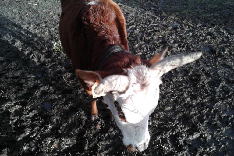 Een afbeelding van blaarkop-rood minizeboe Roosje van de Zeboehoeve - 312153.