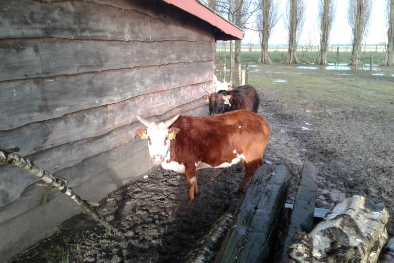 Een afbeelding van blaarkop-rood minizeboe Roosje van de Zeboehoeve - 721641.
