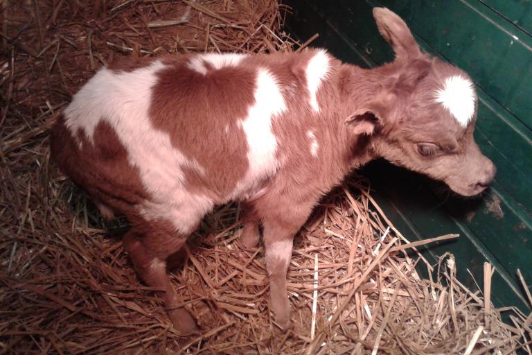 Een afbeelding van roodbont minizeboe Gaston van de Zeboehoeve - 930144.
