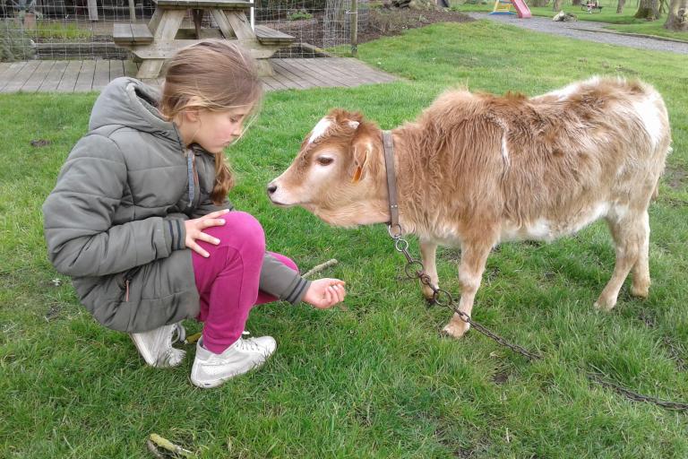 Een afbeelding van vaalbont minizeboe Marie-Lou van de Zeboehoeve - 297640.