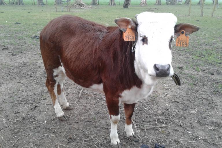 Een afbeelding van blaarkop-rood minizeboe Charlotje van de Zeboehoeve - 229524.