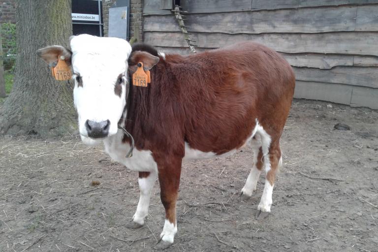 Een afbeelding van blaarkop-rood minizeboe Charlotje van de Zeboehoeve - 112567.