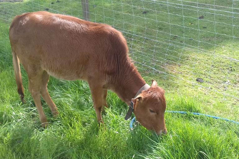 Een afbeelding van eenkleurig-bruint minizeboe Emma van het biesaerdhof - 353728.