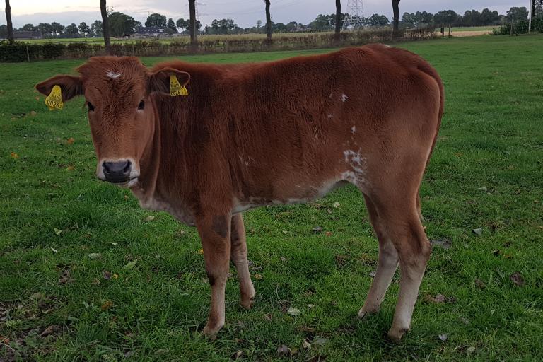 Een afbeelding van rood-wit minizeboe Sientje - 861794.