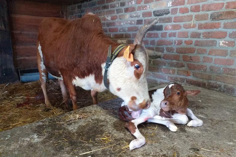 Een afbeelding van roodbont minizeboe Leon van de Zeboehoeve - 123524.