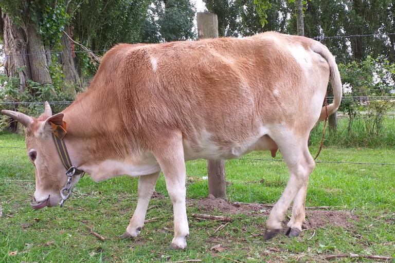 Een afbeelding van vaalbont minizeboe Marie-Lou van de Zeboehoeve - 122421.