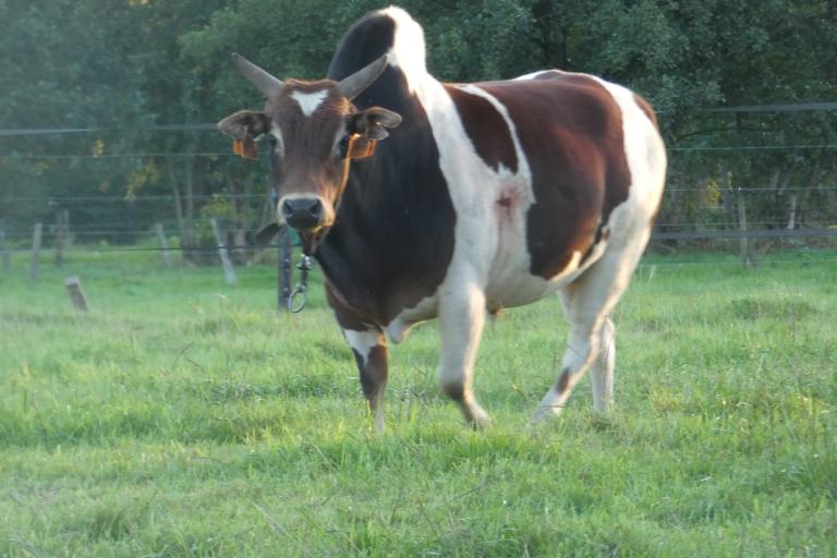 Een afbeelding van rood-wit minizeboe Basiel van de Ongelbergh - 994807.