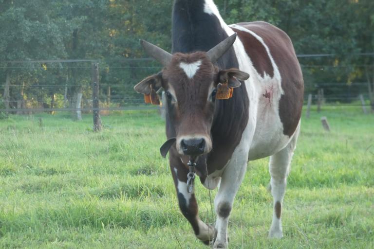 Een afbeelding van rood-wit minizeboe Basiel van de Ongelbergh - 927555.