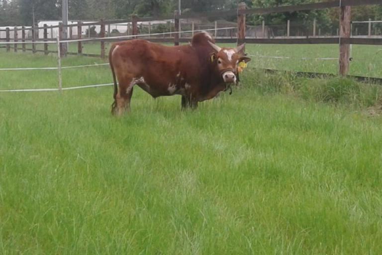 Een afbeelding van roodbont minizeboe Albert - 994289.