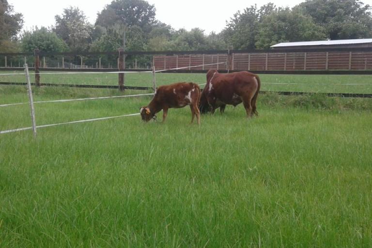 Een afbeelding van rood-wit minizeboe 50906.