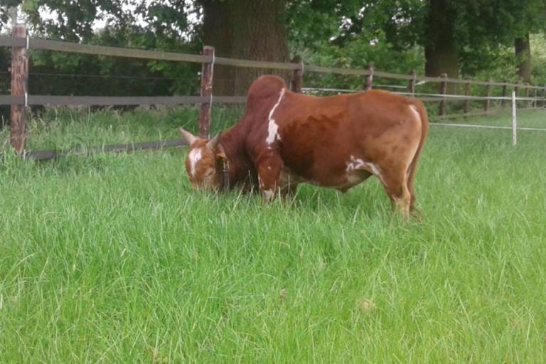 Een afbeelding van roodbont minizeboe Albert - 750975.