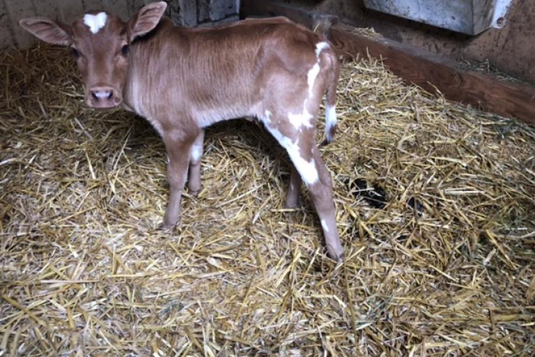 Een afbeelding van rood-wit minizeboe van de Morlionhoeve - 813595.