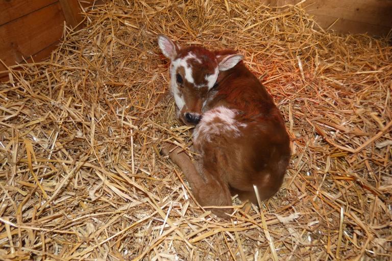 Een afbeelding van rood-wit minizeboe Barabas van de Ongelbergh - 958533.