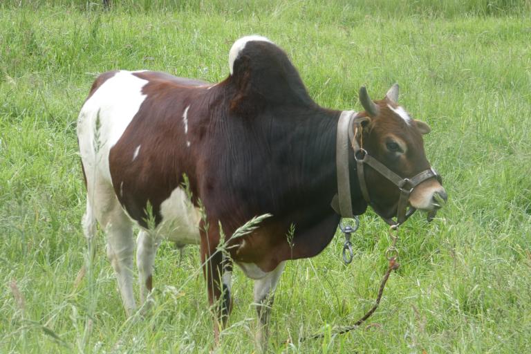 Een afbeelding van rood-wit minizeboe Basiel van de Ongelbergh - 697812.