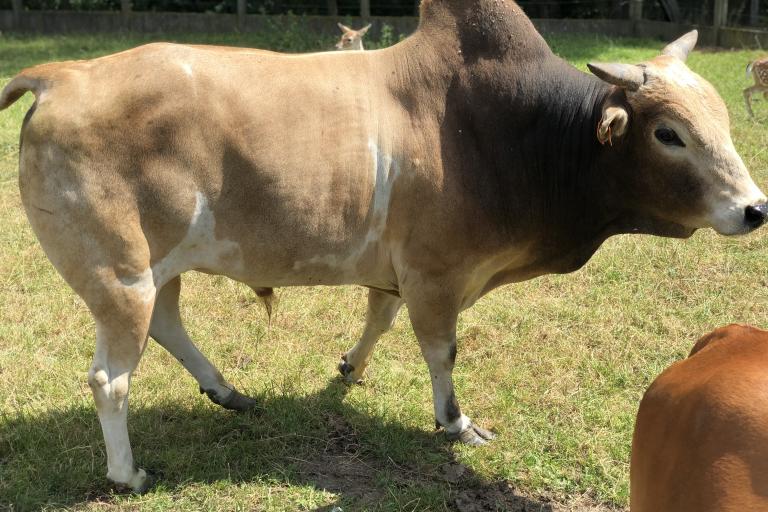 Een afbeelding van eenkleurig-bruint minizeboe 518042.