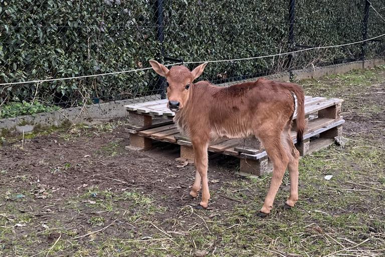 Een afbeelding van eenkleurig-bruint minizeboe Billie van de Zeboefarm - 555947.