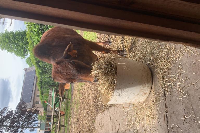 Een afbeelding van eenkleurig-bruint minizeboe Bella van de Zeboefarm - 205003.