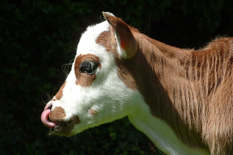 Een afbeelding van blaarkop-rood minizeboe Hanna van de Langewold - 600055.