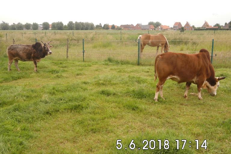 Een afbeelding van roodbont minizeboe stamhoofd op 11-06-2005 in NL - 787527.