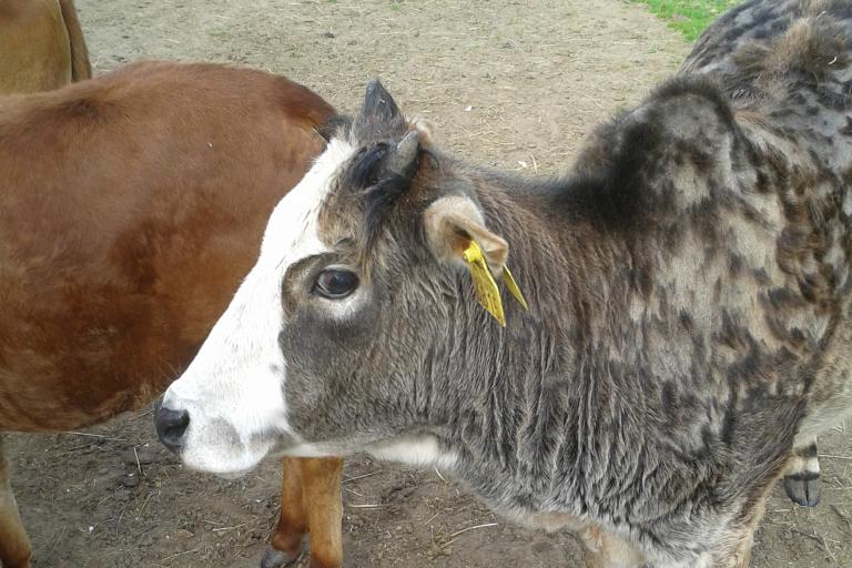 Een afbeelding van rood-wit minizeboe Roosje - 502732.