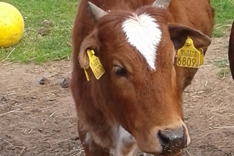 Een afbeelding van rood-wit minizeboe Saartje - 600420.