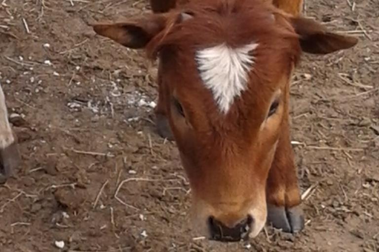 Een afbeelding van rood-wit minizeboe Bindi - 367601.