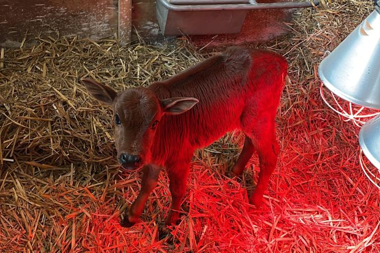 Een afbeelding van eenkleurig-bruint minizeboe Torito van de Zeboefarm - 762276.