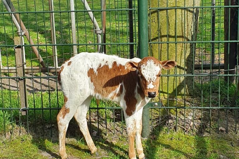 Een afbeelding van roodbont minizeboe Prins Noah - 437770.