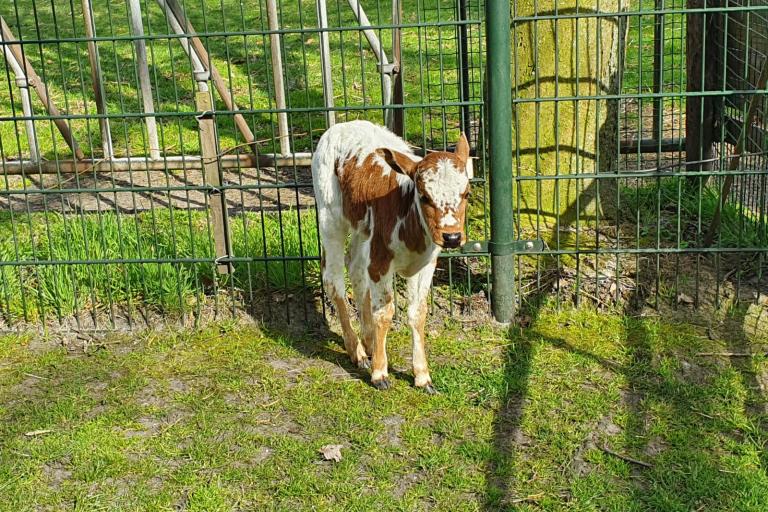 Een afbeelding van roodbont minizeboe Prins Noah - 257703.