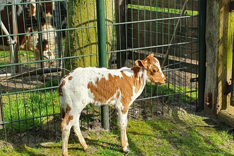 Een afbeelding van roodbont minizeboe Prins Noah - 843622.