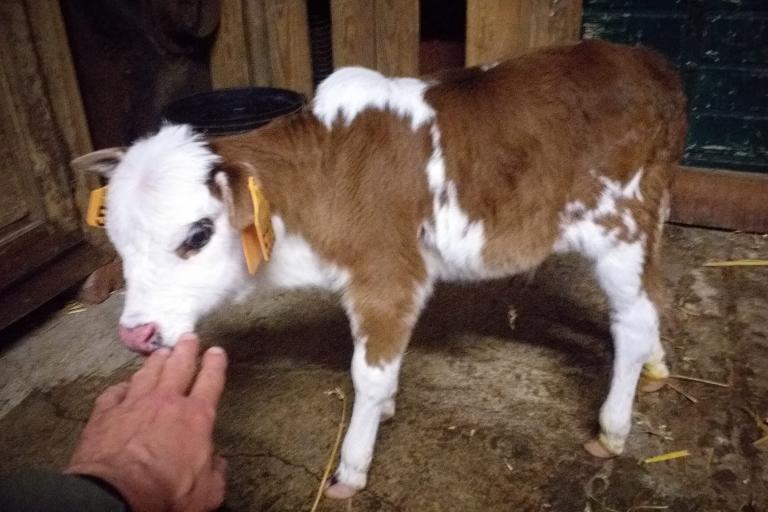 Een afbeelding van blaarkop-rood minizeboe Baba Van de Zeboeboeve - 371403.