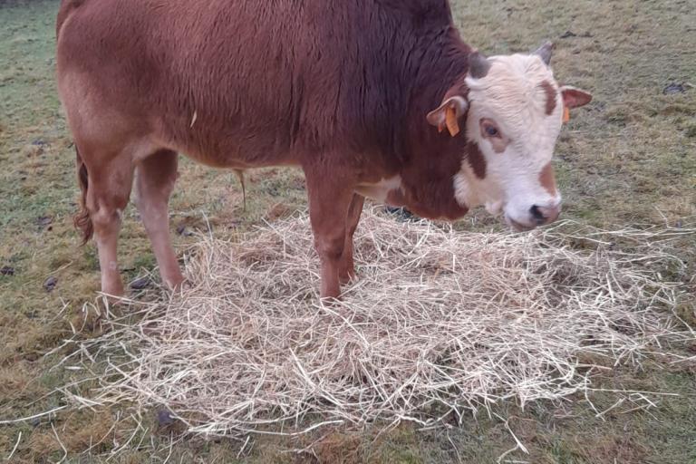 Een afbeelding van blaarkop-rood minizeboe Dré van de Morlionhoeve - 461739.