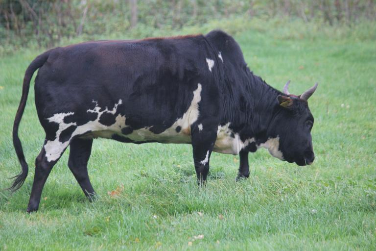 Een afbeelding van zwart-wit minizeboe Indra - 136558.