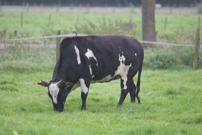 Een afbeelding van zwart-wit minizeboe Indra - 116601.