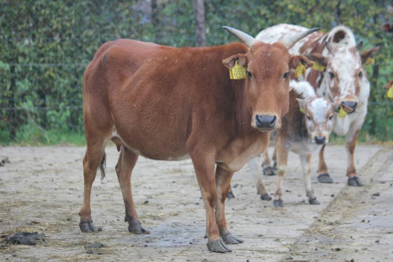 Een afbeelding van eenkleurig-bruint minizeboe Asselien - 518324.