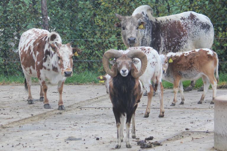 Een afbeelding van roodbont minizeboe Asselien 1 - 509074.