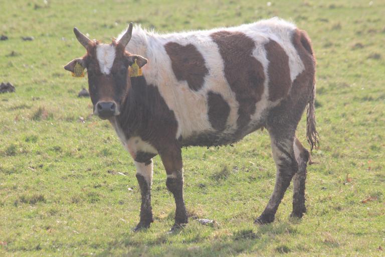 Een afbeelding van roodbont minizeboe 270569.