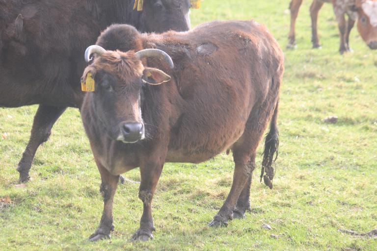 Een afbeelding van eenkleurig-bruint minizeboe 942120.