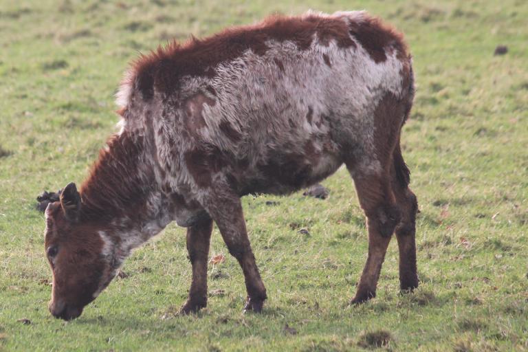 Een afbeelding van roodbont minizeboe 740713.