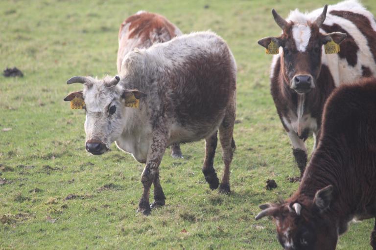 Een afbeelding van zwartbont minizeboe onbekend Epe - 828192.